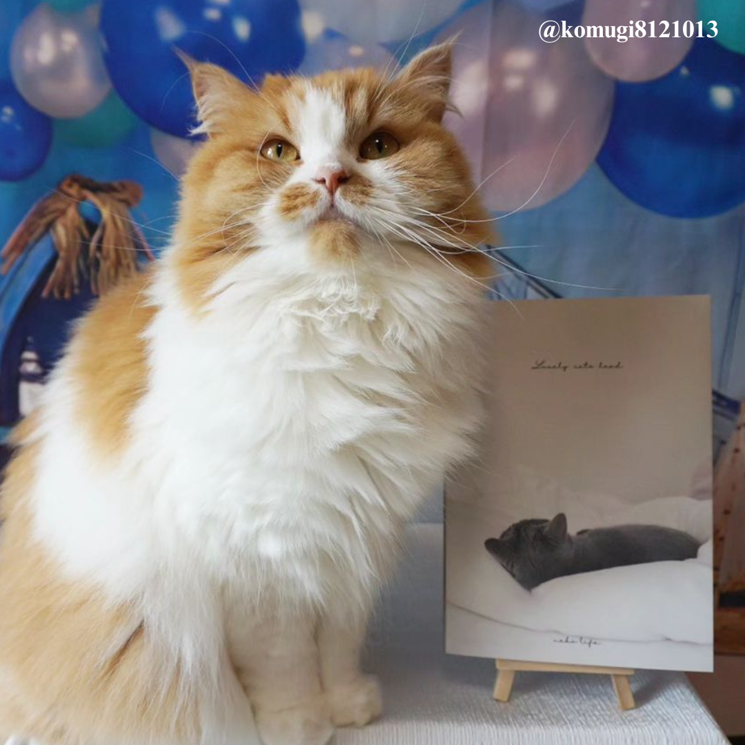LovelyCatページ Photo Book 