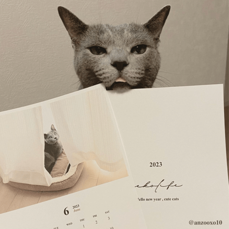 Neko Life 2023 Calendar｜monthly