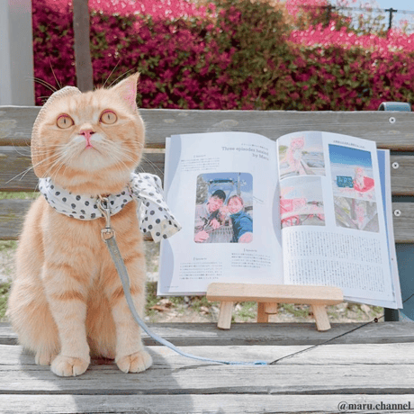 Neko Life Vol.04