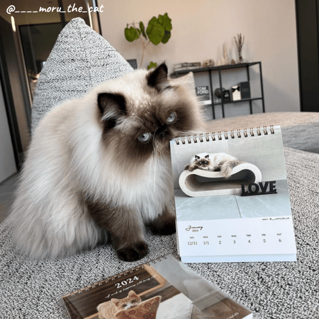 Neko Life 2024 Calendar｜weekly vol.03