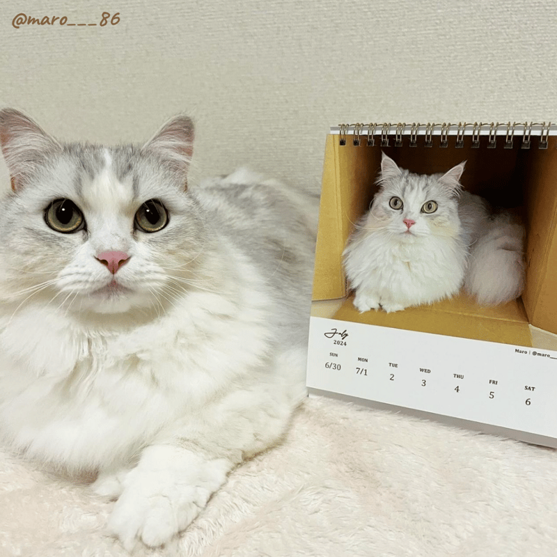 Neko Life 2024 Calendar｜weekly vol.03 | Neko Life