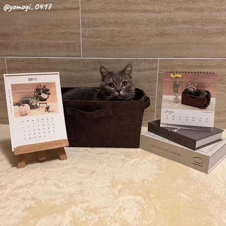 Neko Life 2024 Calendar｜weekly vol.01