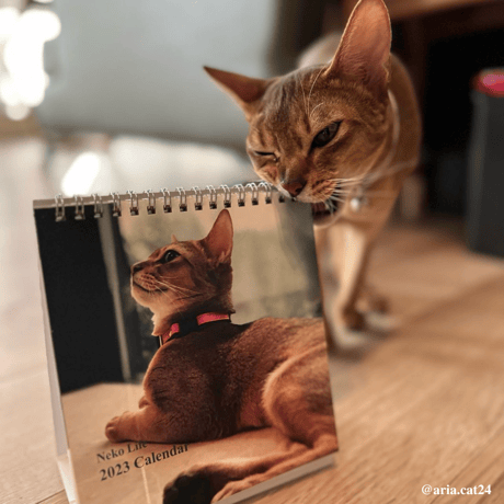 Neko Life 2023 Calendar｜weekly No.2