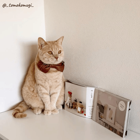 2nd Anniversary Cats Book