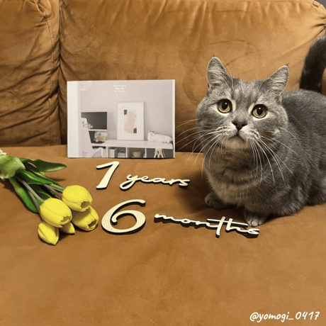 2nd Anniversary Cats Book