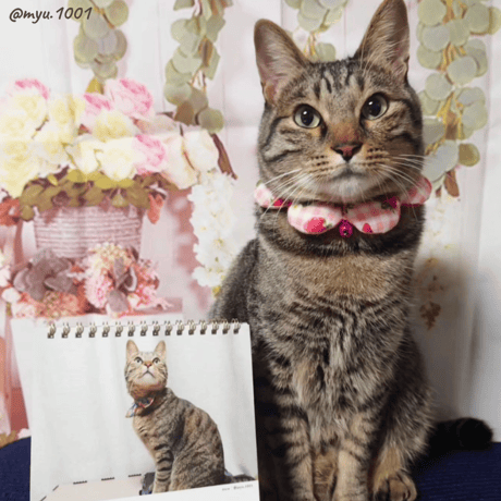Neko Life 2024 Calendar｜weekly vol.01