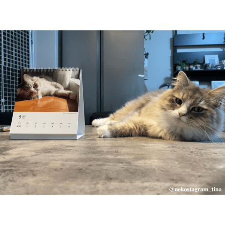 Neko Life 2023 Calendar｜weekly No.2