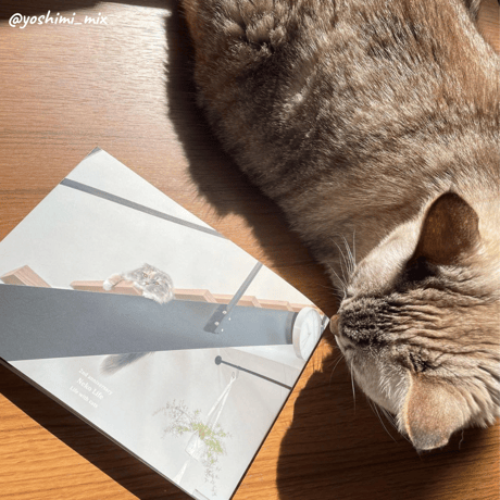 2nd Anniversary Cats Book