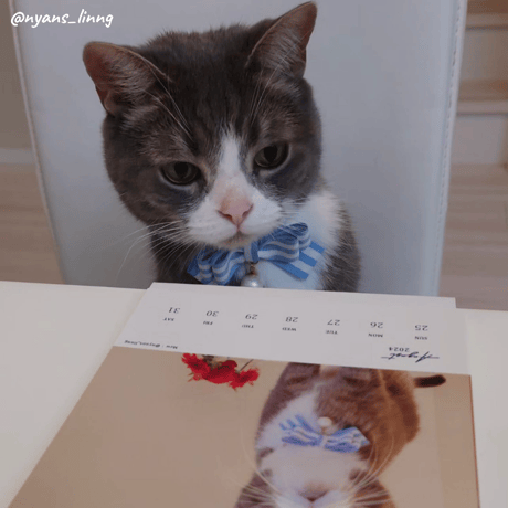 Neko Life 2024 Calendar｜weekly vol.06
