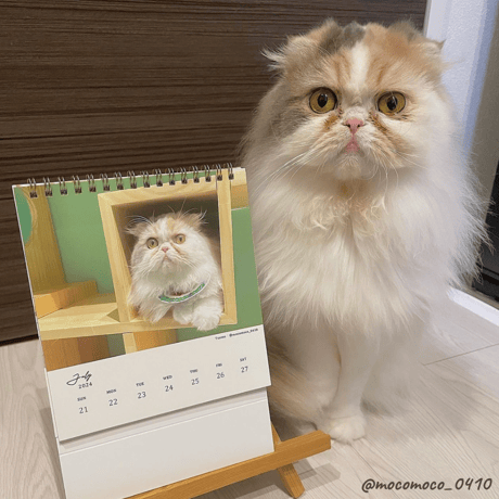 Neko Life 2024 Calendar｜weekly vol.01