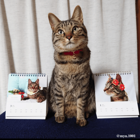 Neko Life 2023 Calendar｜weekly No.3