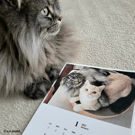 Neko Life 2023 Calendar｜monthly