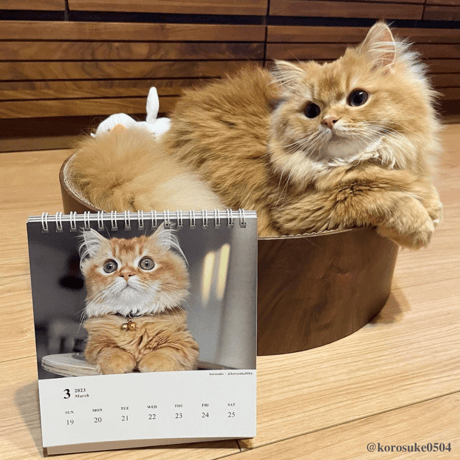 Neko Life 2023 Calendar｜weekly No.4