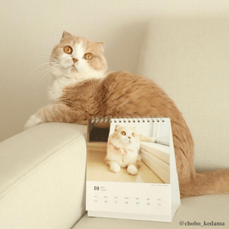 Neko Life 2023 Calendar｜weekly No.2