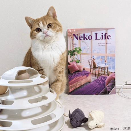 Neko Life Vol.04