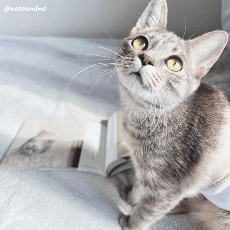 2nd Anniversary Cats Book