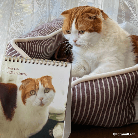 Neko Life 2023 Calendar｜weekly No.3