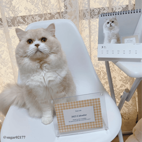 Neko Life 2023 Calendar｜weekly Invitation