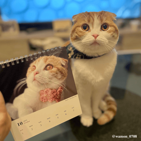 Neko Life 2023 Calendar｜weekly No.2