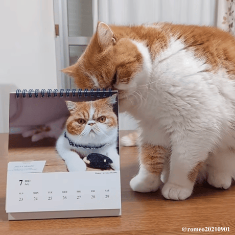Neko Life 2023 Calendar｜weekly Invitation