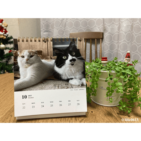 Neko Life 2023 Calendar｜weekly No.1