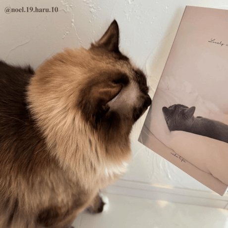 Photo Book " Lovely cats head " No.1