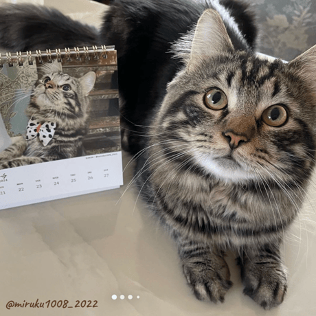 Neko Life 2024 Calendar｜weekly vol.02