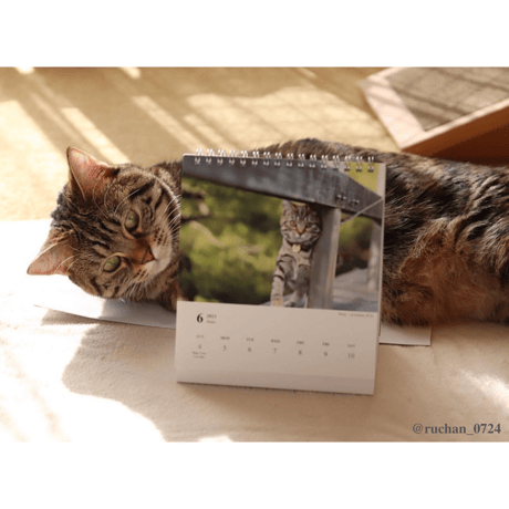 Neko Life 2023 Calendar｜weekly No.2
