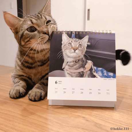 Neko Life 2023 Calendar｜weekly No.1