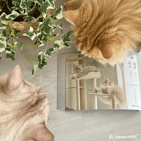 2nd Anniversary Cats Book