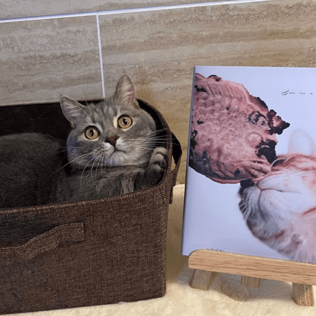 Photo Book " Give me a snack "