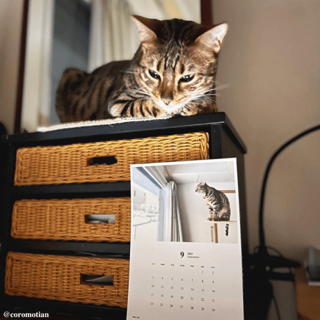 Neko Life 2023 Calendar｜monthly