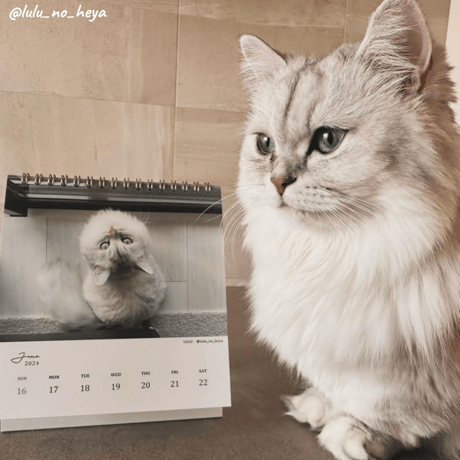 Neko Life 2024 Calendar｜weekly vol.03