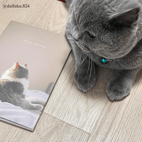 Photo Book " Lovely cats head " No.2