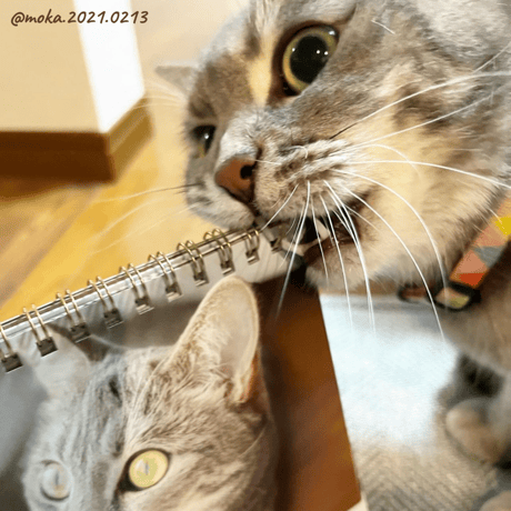 Neko Life 2024 Calendar｜weekly vol.01