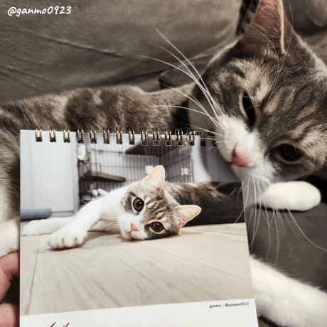 Neko Life 2024 Calendar｜weekly vol.06
