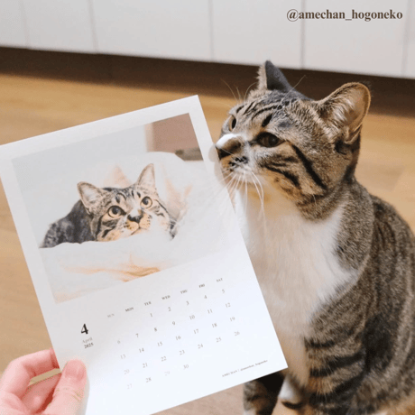 2025 Calendar Monthly