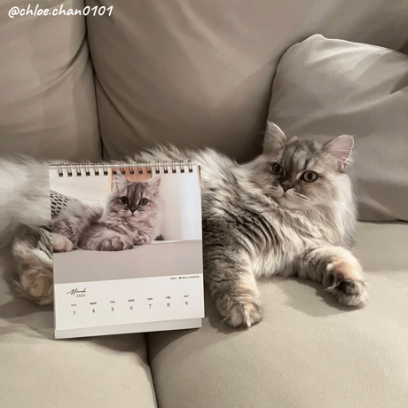 Neko Life 2024 Calendar｜weekly vol.06