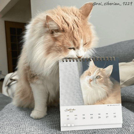 Neko Life 2024 Calendar｜weekly vol.06