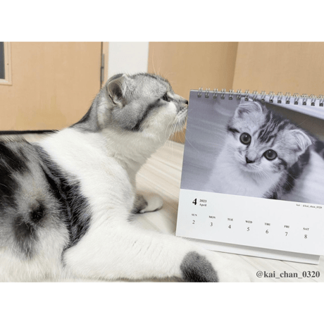 Neko Life 2023 Calendar｜weekly No.2