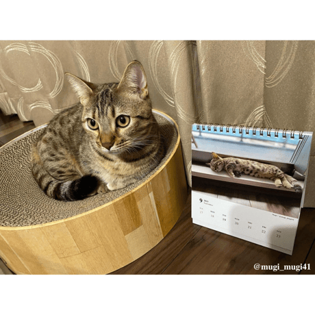 Neko Life 2023 Calendar｜weekly No.3