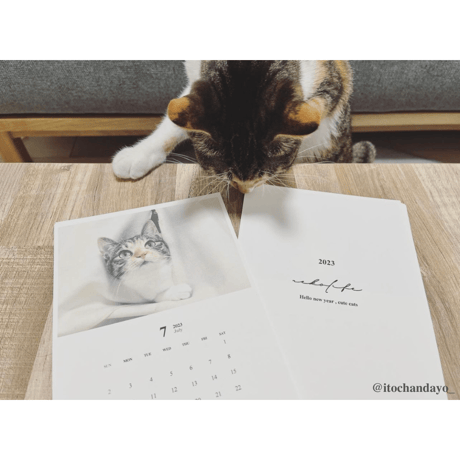 Neko Life 2023 Calendar｜monthly
