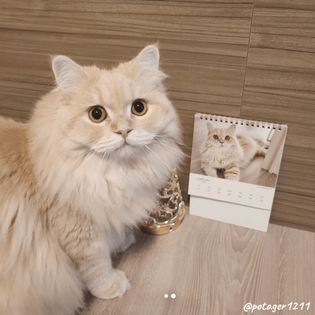 Neko Life 2024 Calendar｜weekly vol.02