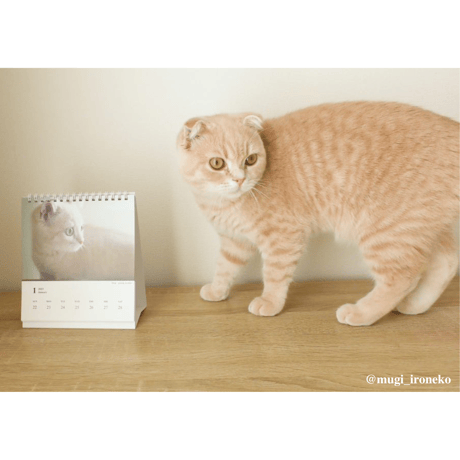 Neko Life 2023 Calendar｜weekly No.4