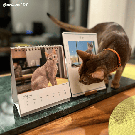 Neko Life 2024 Calendar｜weekly vol.03