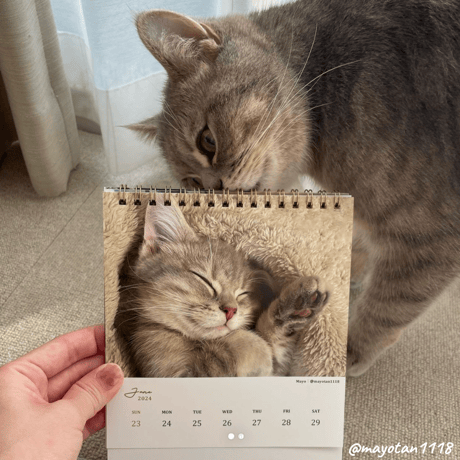 Neko Life 2024 Calendar｜weekly vol.02