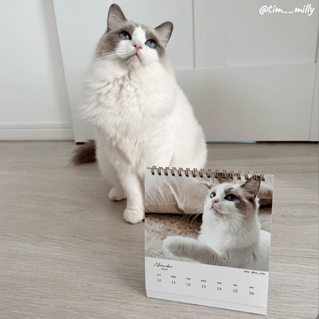 Neko Life 2024 Calendar｜weekly vol.05