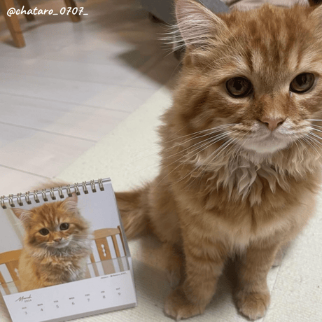 Neko Life 2024 Calendar｜weekly vol.04