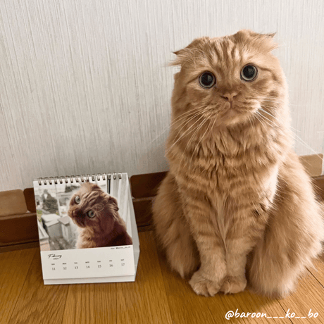 Neko Life 2024 Calendar｜weekly vol.05