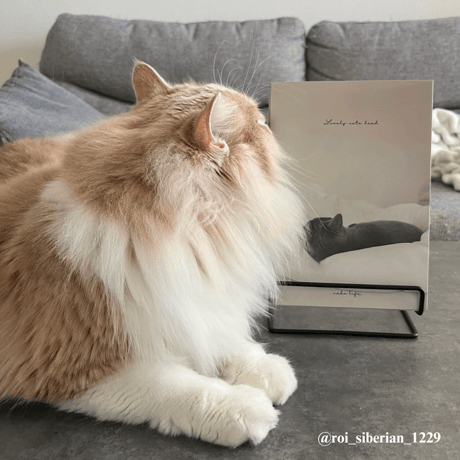 Photo Book " Lovely cats head " No.1